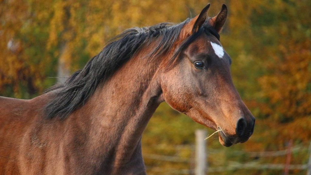 10 zajímavých faktů o koních