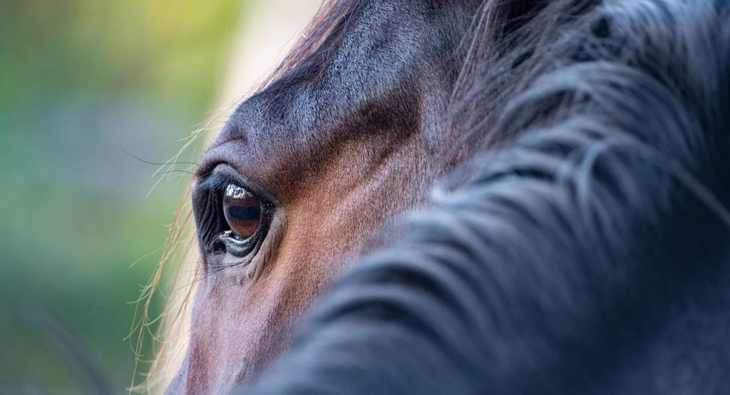 Zrak a oči koně