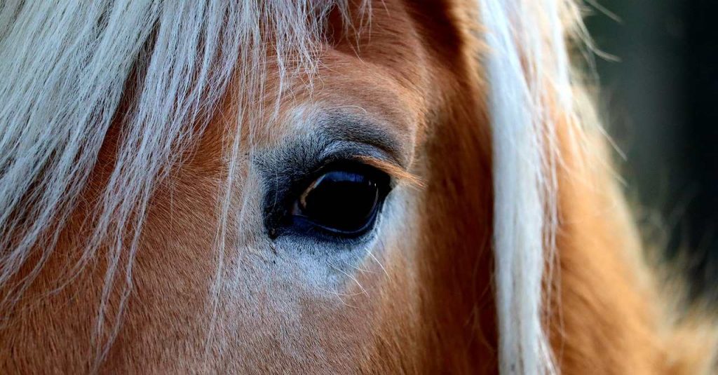 6 základních smyslů koně