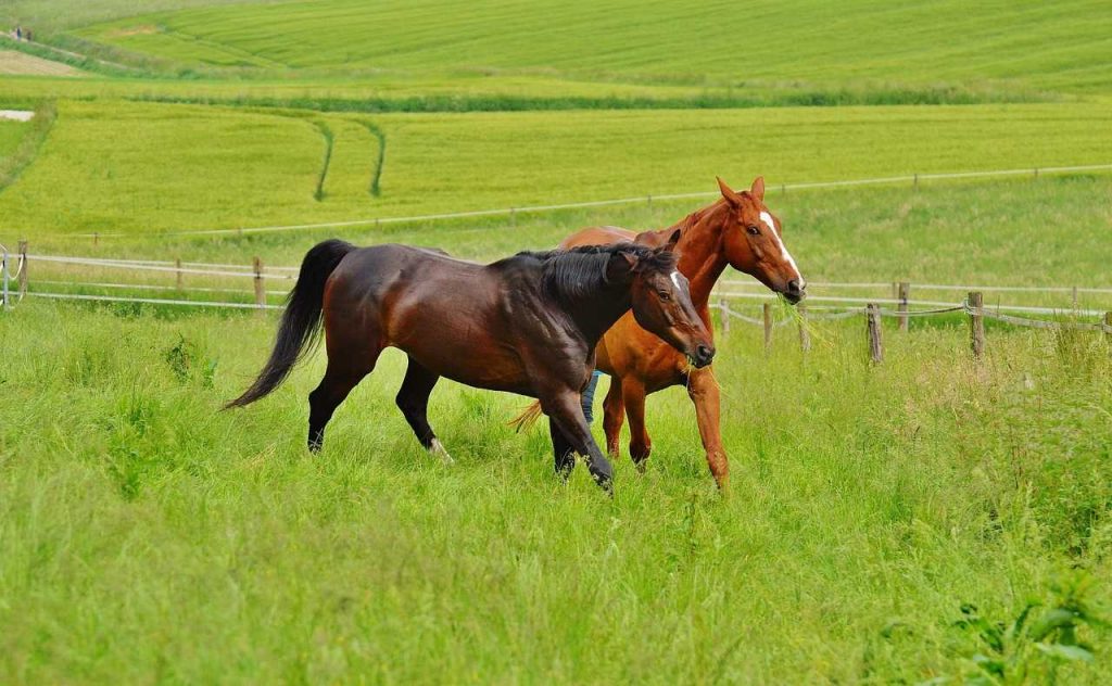 Výuka jízdy na koni Pardubice